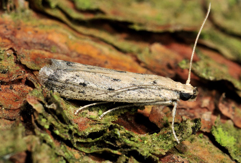 Pyralidae - Phycitodes inquinatella